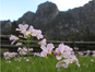 Bild zu 23-0138-01: Flora und Fauna der Alpen