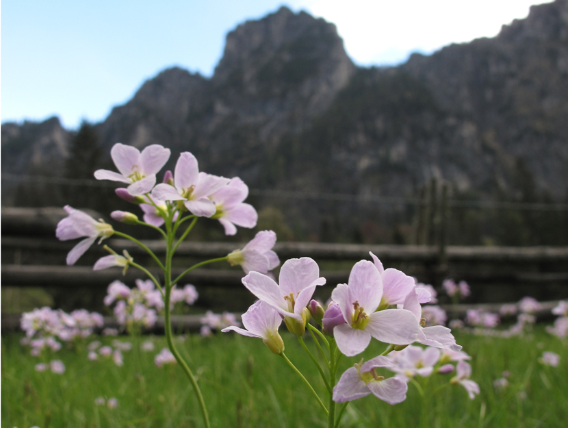 Bild zu 20-0202-01: Flora und Fauna der Alpen