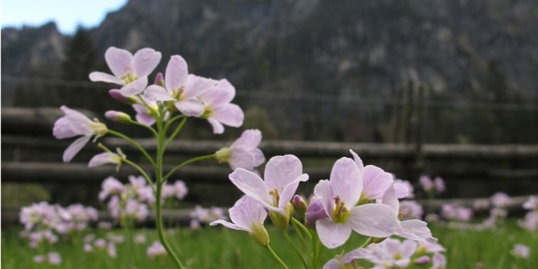 Flora und Fauna der Alpen