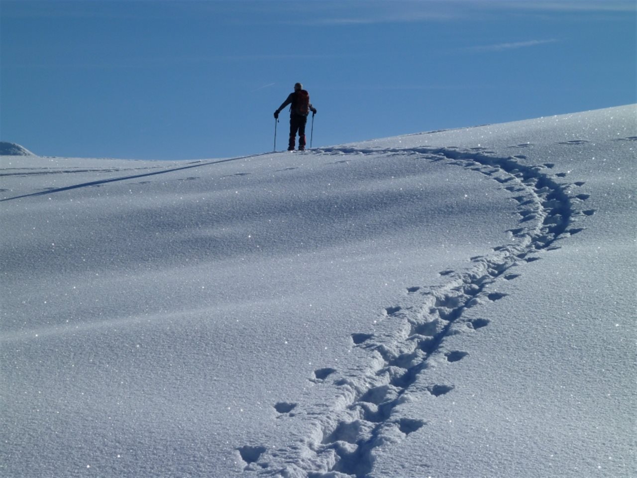 Bild zu 23-0015-01: Update Schneeschuhwandern & Naturkunde